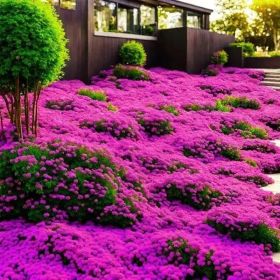 3000 kinds of creeping lavender seeds for planting perennial ground cover plants and heirloom flowers. Seeds are planted without genetic engineer